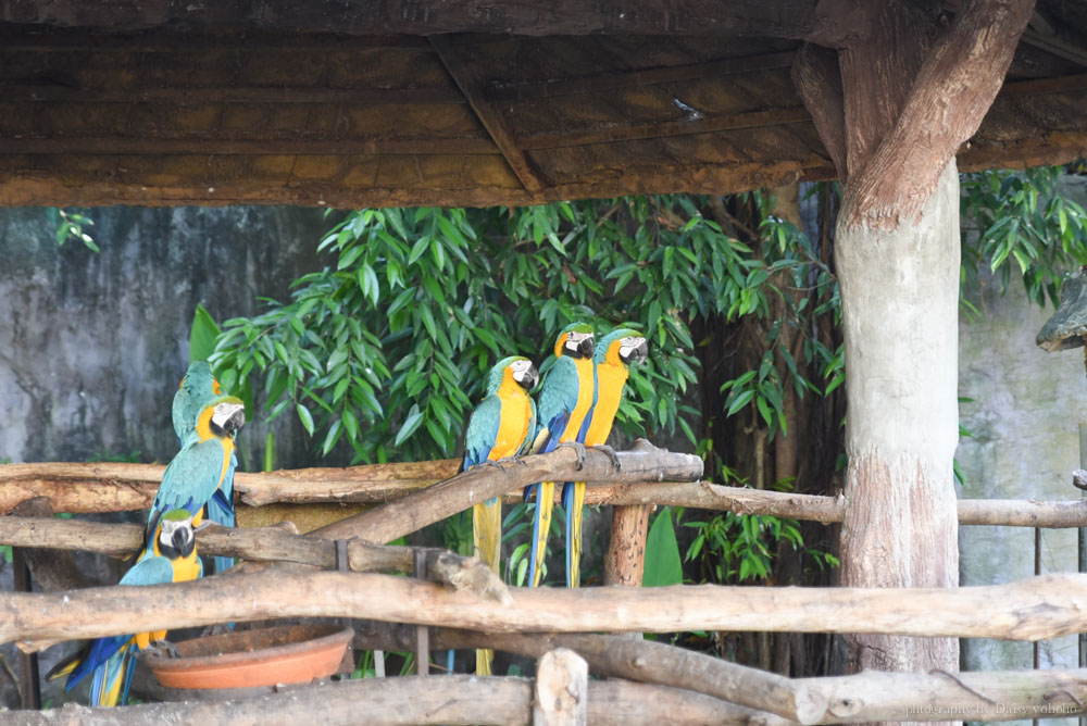 清邁景點, 清邁夜間動物園, 泰國夜間動物園, 泰國景點, 清邁自助, 清邁自由行, chiangmai night safari