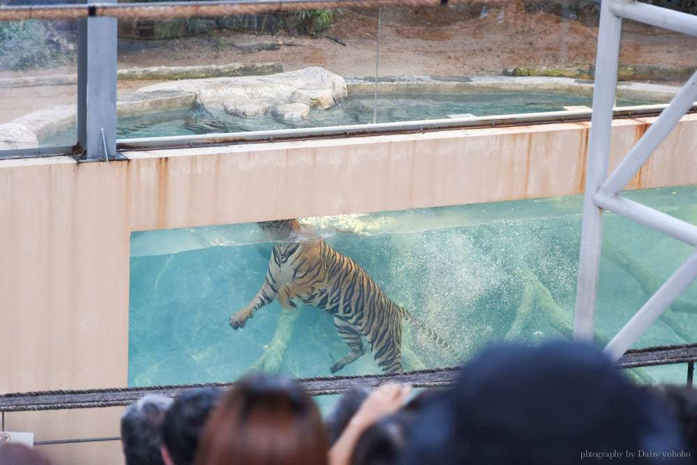 清邁景點, 清邁夜間動物園, 泰國夜間動物園, 泰國景點, 清邁自助, 清邁自由行, chiangmai night safari