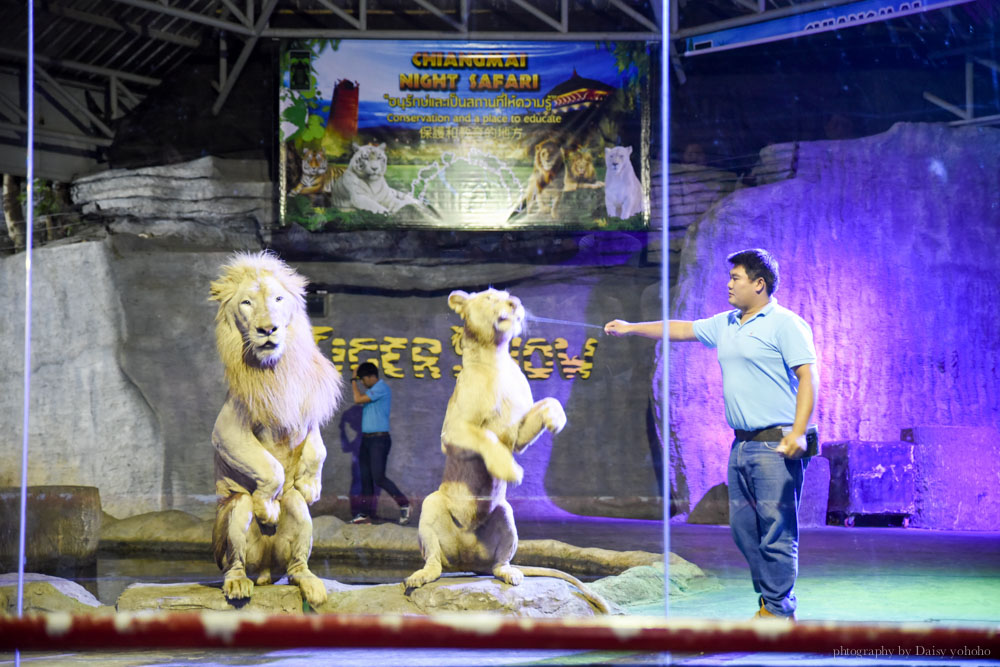 清邁景點, 清邁夜間動物園, 泰國夜間動物園, 泰國景點, 清邁自助, 清邁自由行, chiangmai night safari