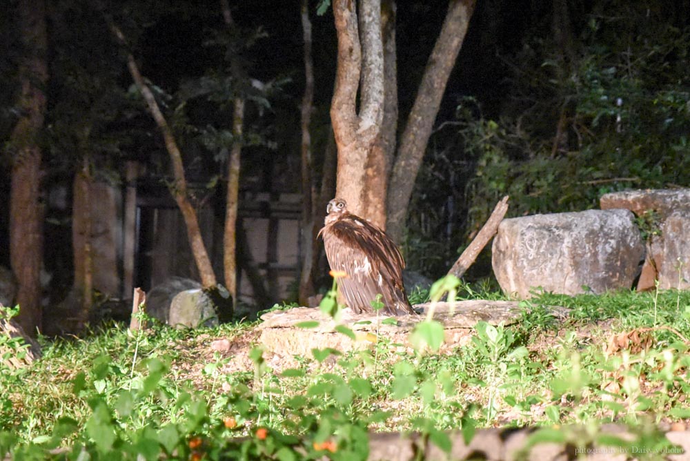 清邁景點, 清邁夜間動物園, 泰國夜間動物園, 泰國景點, 清邁自助, 清邁自由行, chiangmai night safari