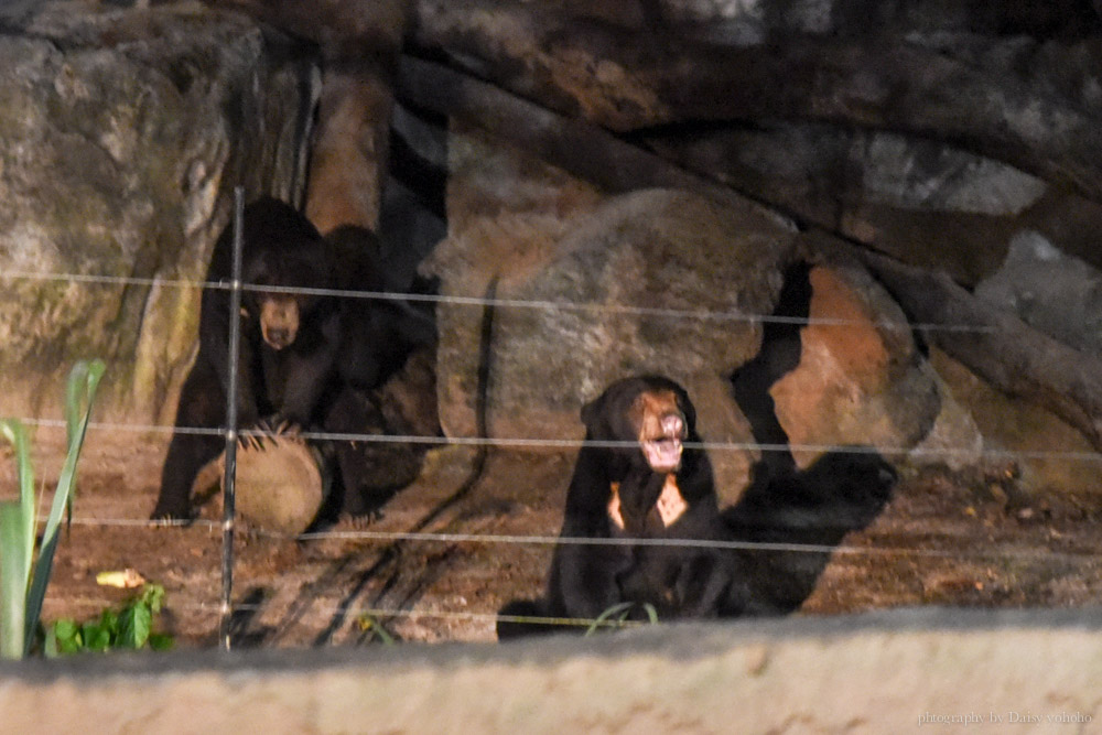 清邁景點, 清邁夜間動物園, 泰國夜間動物園, 泰國景點, 清邁自助, 清邁自由行, chiangmai night safari