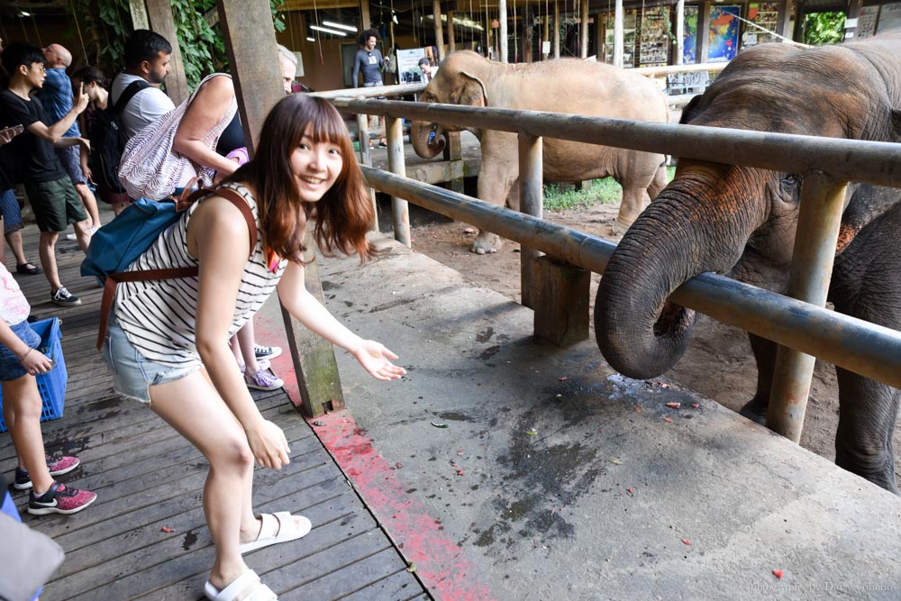 大象自然公園, 大象公園, elephant nature park, 清邁景點, 清邁自由行, 清邁自助, 大象保育