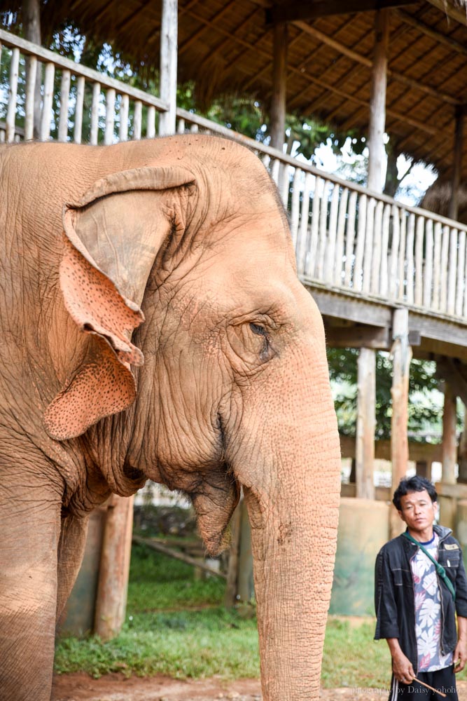 大象自然公園, 大象公園, elephant nature park, 清邁景點, 清邁自由行, 清邁自助, 大象保育