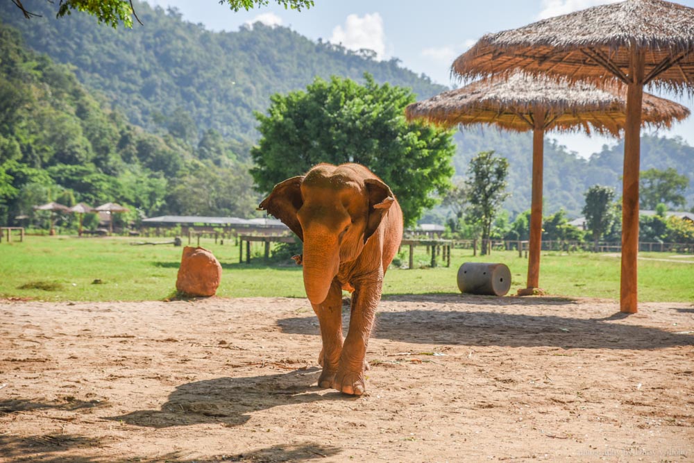 大象自然公園, 大象公園, elephant nature park, 清邁景點, 清邁自由行, 清邁自助, 大象保育