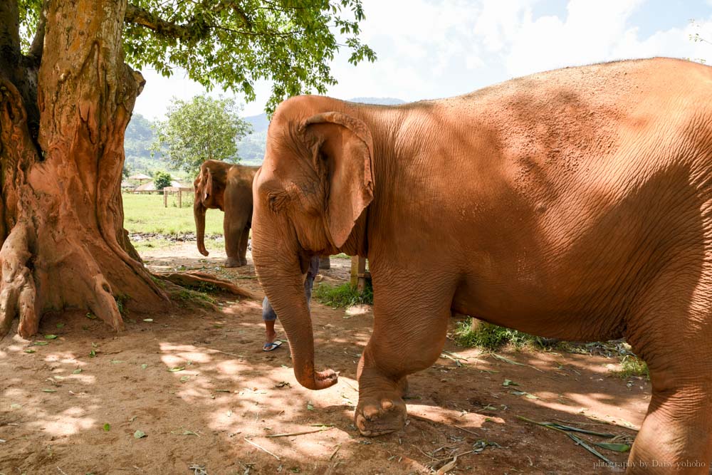 大象自然公園, 大象公園, elephant nature park, 清邁景點, 清邁自由行, 清邁自助, 大象保育