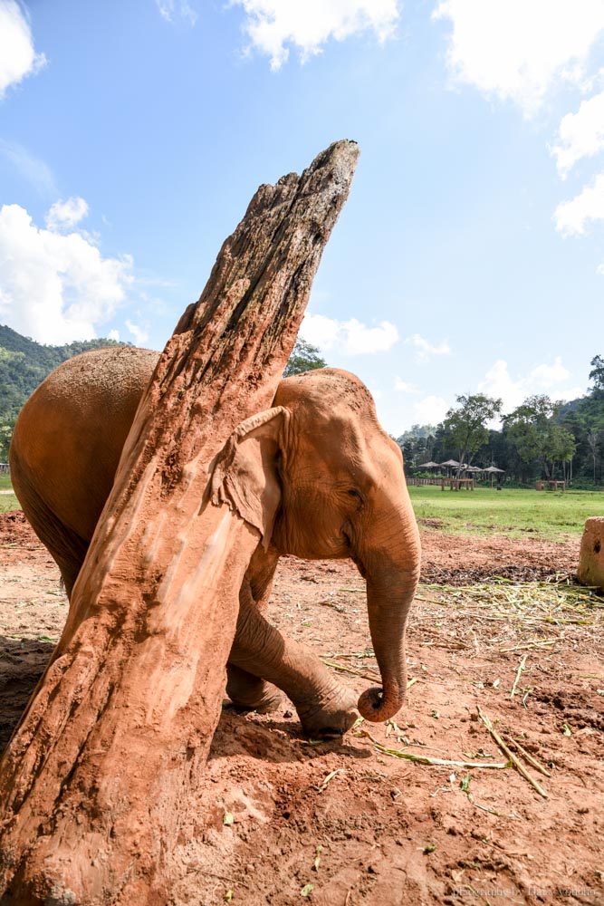 大象自然公園, 大象公園, elephant nature park, 清邁景點, 清邁自由行, 清邁自助, 大象保育