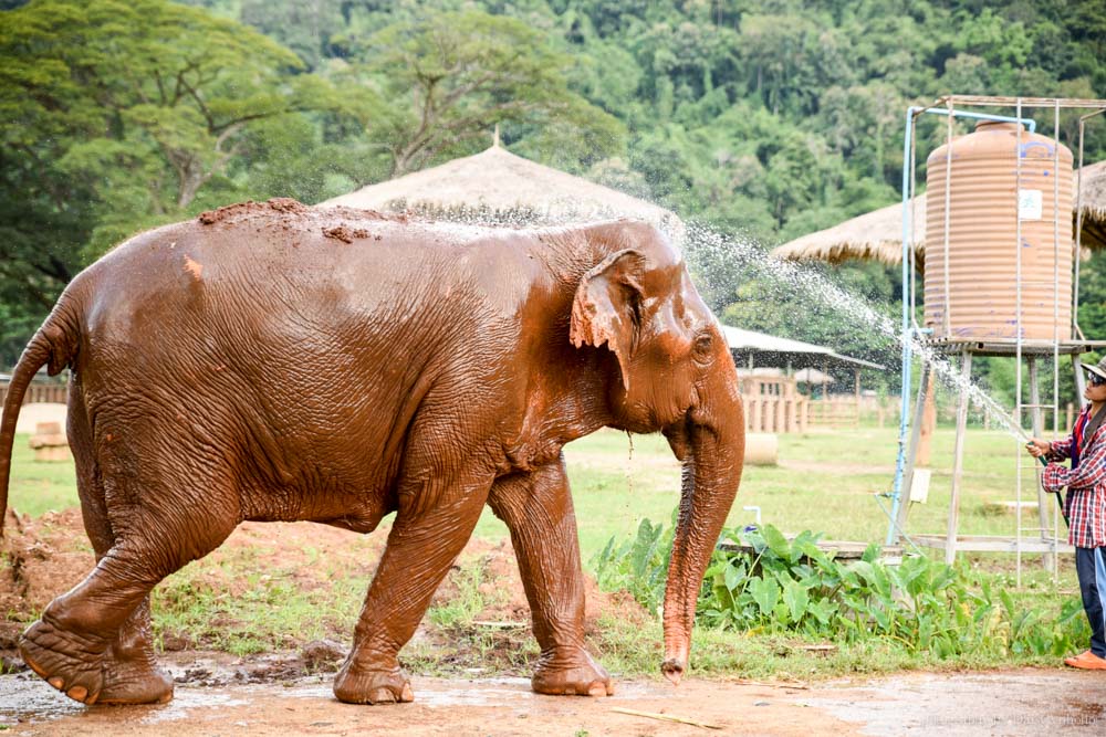 大象自然公園, 大象公園, elephant nature park, 清邁景點, 清邁自由行, 清邁自助, 大象保育