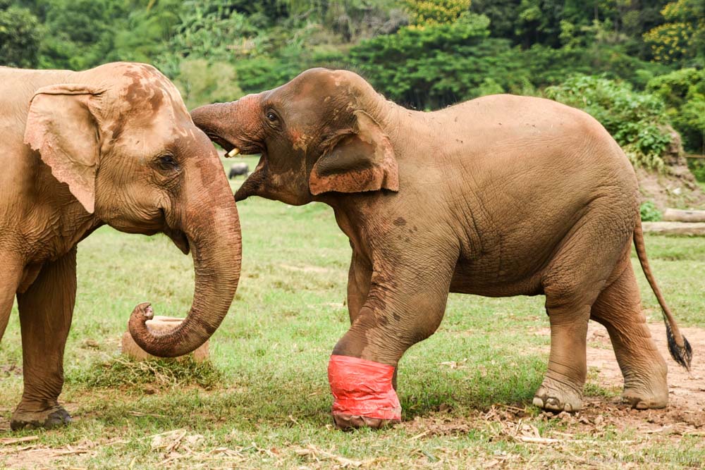 大象自然公園, 大象公園, elephant nature park, 清邁景點, 清邁自由行, 清邁自助, 大象保育