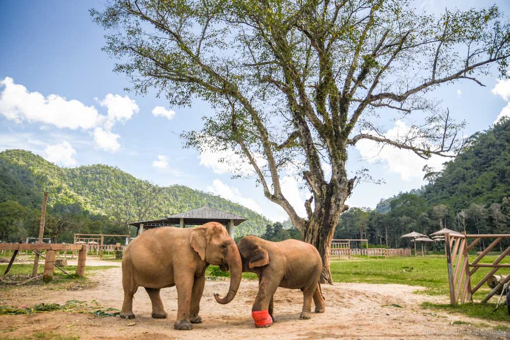 大象自然公園, 大象公園, elephant nature park, 清邁景點, 清邁自由行, 清邁自助, 大象保育