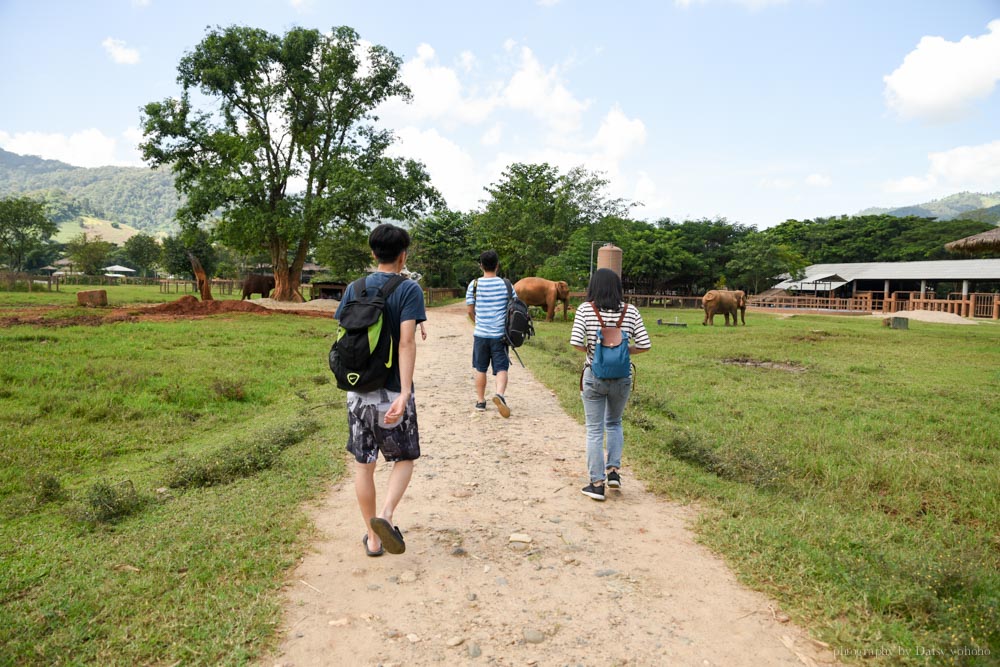 大象自然公園, 大象公園, elephant nature park, 清邁景點, 清邁自由行, 清邁自助, 大象保育