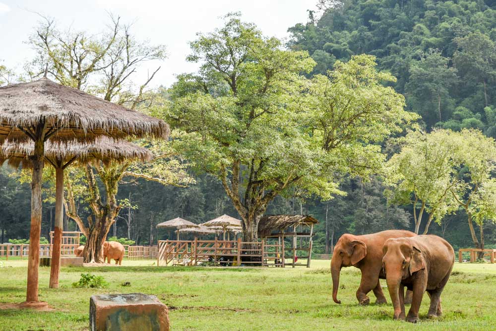 大象自然公園, 大象公園, elephant nature park, 清邁景點, 清邁自由行, 清邁自助, 大象保育