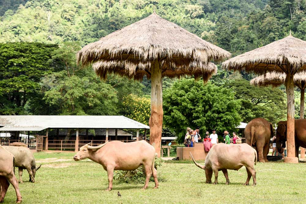 大象自然公園, 大象公園, elephant nature park, 清邁景點, 清邁自由行, 清邁自助, 大象保育