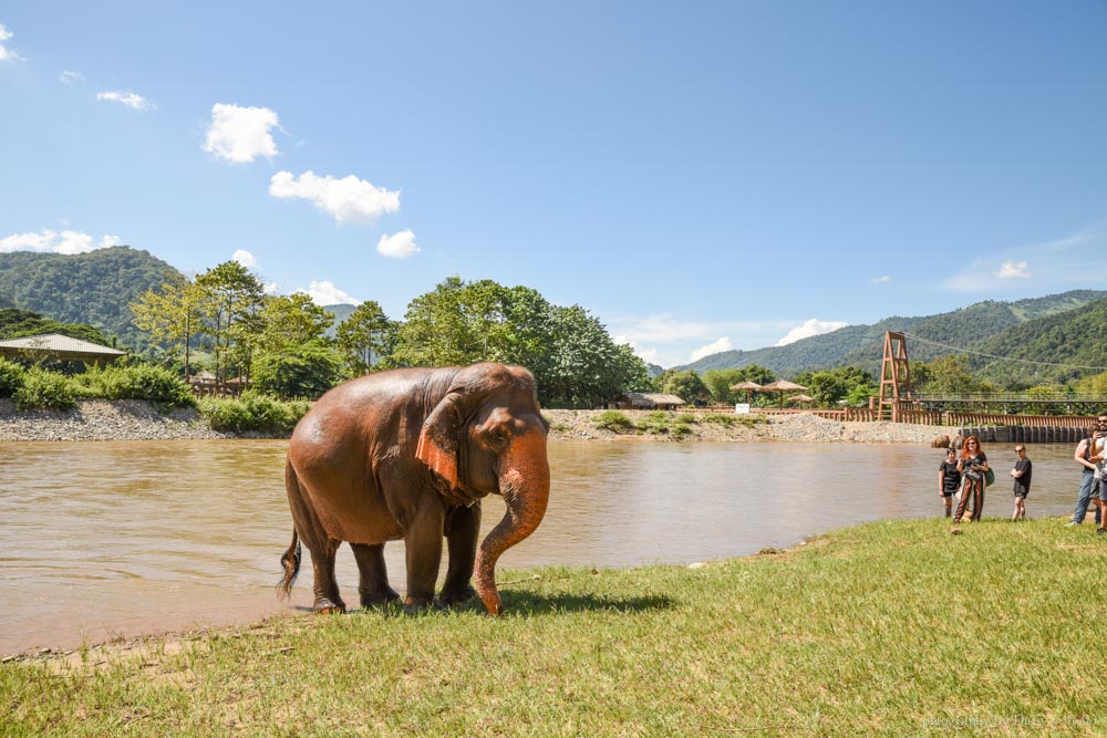 大象自然公園, 大象公園, elephant nature park, 清邁景點, 清邁自由行, 清邁自助, 大象保育