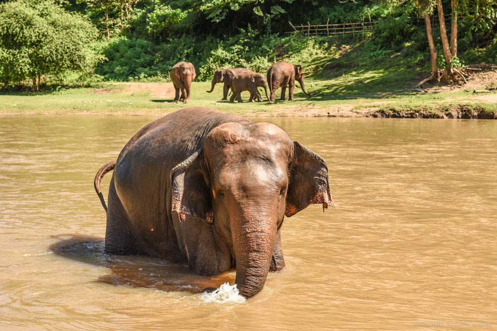 大象自然公園, 大象公園, elephant nature park, 清邁景點, 清邁自由行, 清邁自助, 大象保育