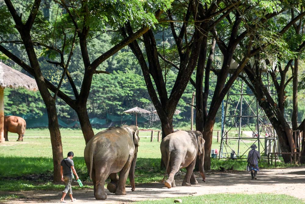 大象自然公園, 大象公園, elephant nature park, 清邁景點, 清邁自由行, 清邁自助, 大象保育