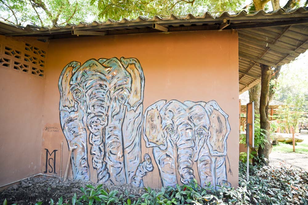 大象自然公園, 大象公園, elephant nature park, 清邁景點, 清邁自由行, 清邁自助, 大象保育 大象自然公園, 大象公園, elephant nature park, 清邁景點, 清邁自由行, 清邁自助, 大象保育