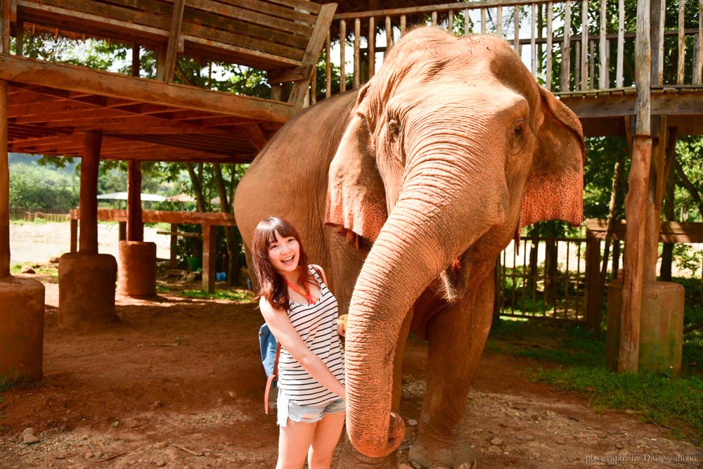 大象自然公園, 大象公園, elephant nature park, 清邁景點, 清邁自由行, 清邁自助, 大象保育