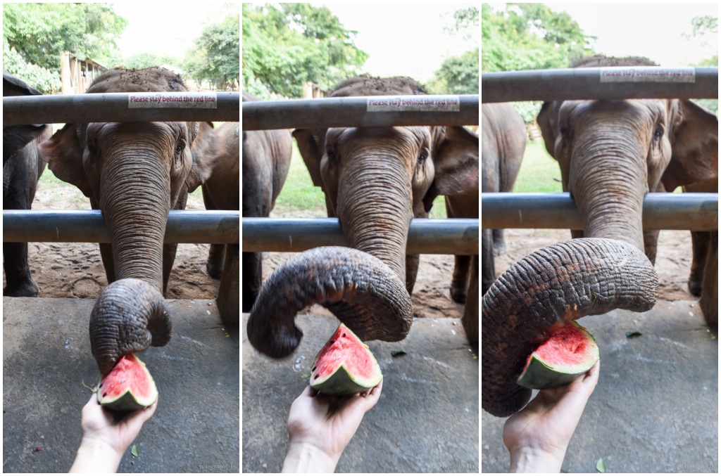 大象自然公園, 大象公園, elephant nature park, 清邁景點, 清邁自由行, 清邁自助, 大象保育