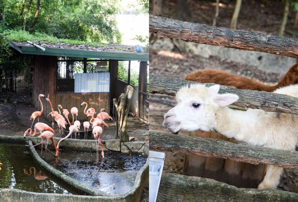 清邁景點, 清邁夜間動物園, 泰國夜間動物園, 泰國景點, 清邁自助, 清邁自由行, chiangmai night safari