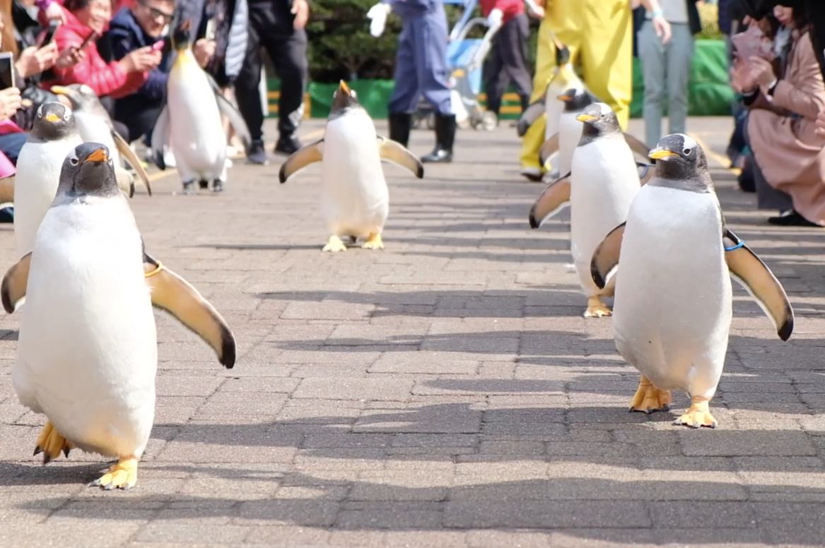 登別尼克斯海洋公園, 札幌景點, 登別景點, 北海道景點, 北海道水族館, 登別水族館