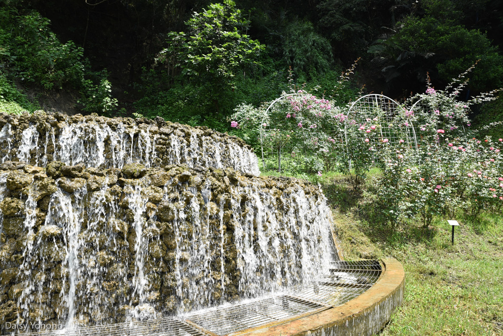 雅聞倍優, 七里香玫瑰森林, 苗栗景點, 頭屋景點, 玫瑰花園, 苗栗旅遊, 免門票景點, 玫瑰花季, 雅聞觀光工廠