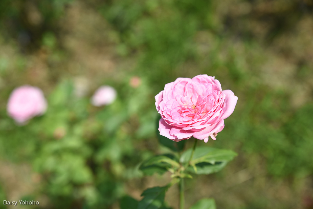 雅聞倍優, 七里香玫瑰森林, 苗栗景點, 頭屋景點, 玫瑰花園, 苗栗旅遊, 免門票景點, 玫瑰花季, 雅聞觀光工廠