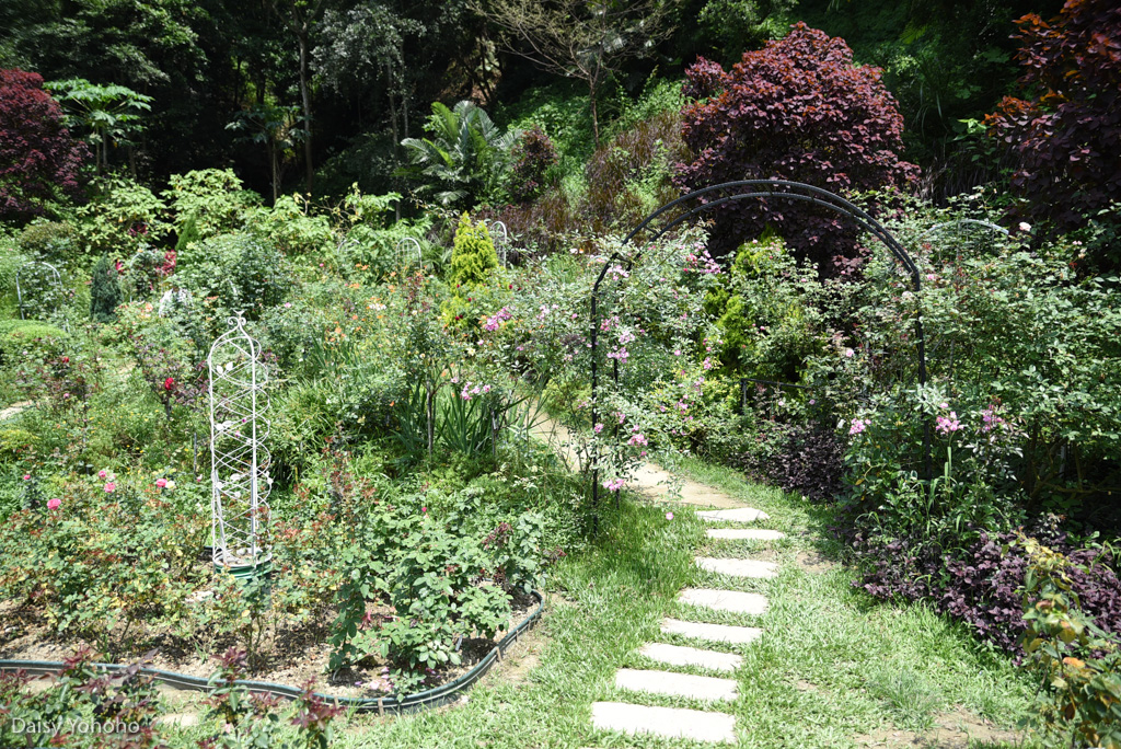 雅聞七里香玫瑰森林, 苗栗景點, 頭屋景點, 玫瑰花園, 苗栗旅遊, 免門票景點, 玫瑰花季, 雅聞觀光工廠