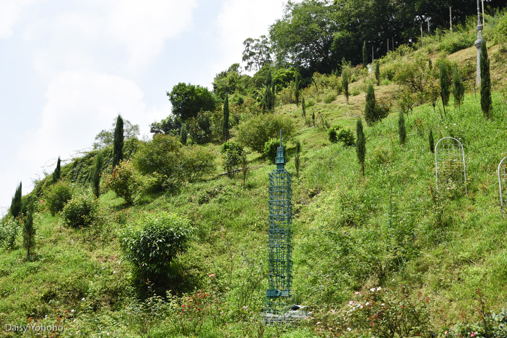 雅聞七里香玫瑰森林, 苗栗景點, 頭屋景點, 玫瑰花園, 苗栗旅遊, 免門票景點, 玫瑰花季, 雅聞觀光工廠