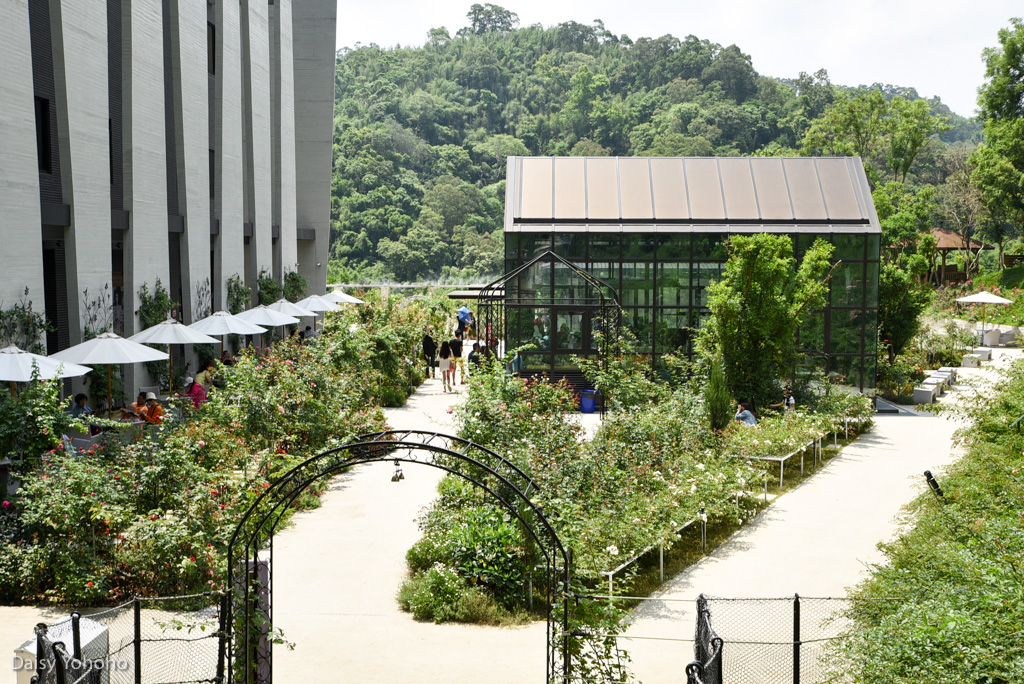 雅聞七里香玫瑰森林, 苗栗景點, 頭屋景點, 玫瑰花園, 苗栗旅遊, 免門票景點, 玫瑰花季, 雅聞觀光工廠