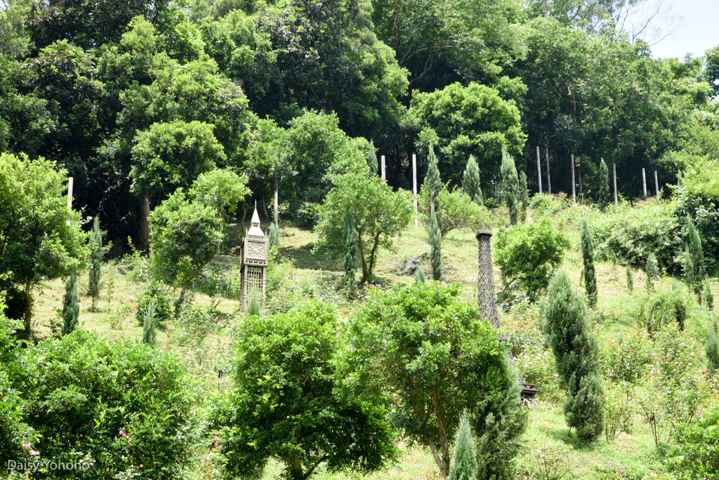 雅聞七里香玫瑰森林, 苗栗景點, 頭屋景點, 玫瑰花園, 苗栗旅遊, 免門票景點, 玫瑰花季, 雅聞觀光工廠