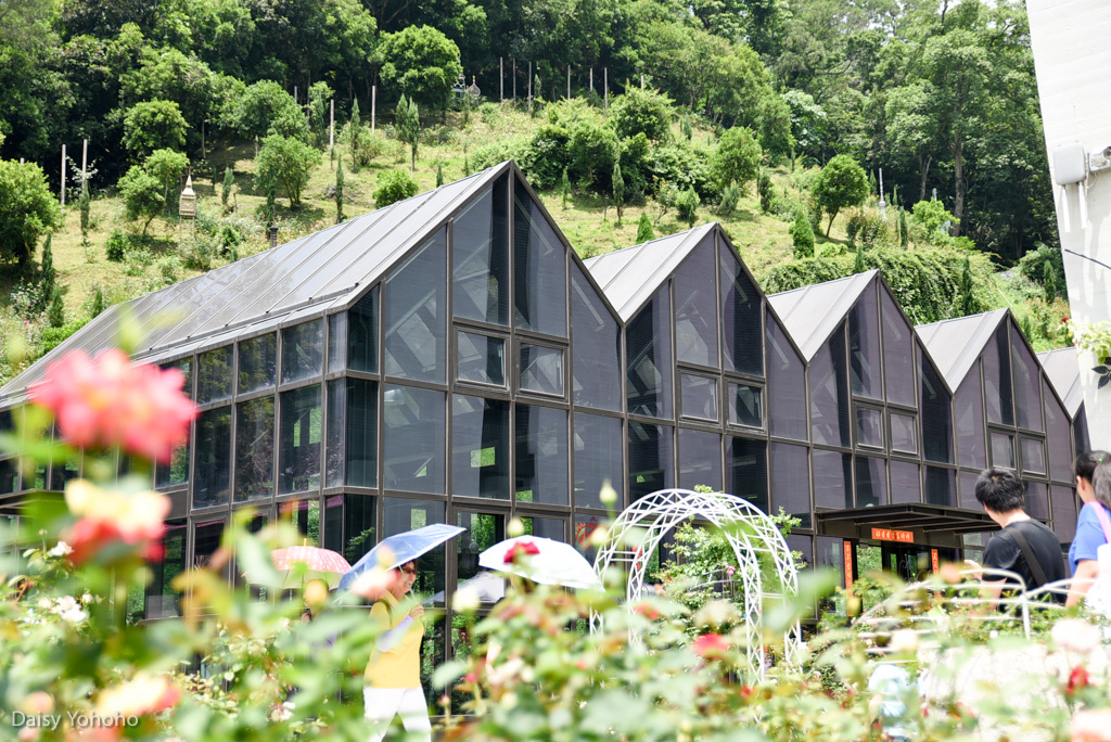 雅聞七里香玫瑰森林, 苗栗景點, 頭屋景點, 玫瑰花園, 苗栗旅遊, 免門票景點, 玫瑰花季, 雅聞觀光工廠