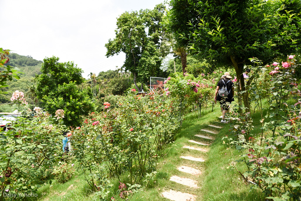 雅聞七里香玫瑰森林, 苗栗景點, 頭屋景點, 玫瑰花園, 苗栗旅遊, 免門票景點, 玫瑰花季, 雅聞觀光工廠