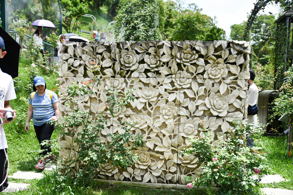 雅聞七里香玫瑰森林, 苗栗景點, 頭屋景點, 玫瑰花園, 苗栗旅遊, 免門票景點, 玫瑰花季, 雅聞觀光工廠