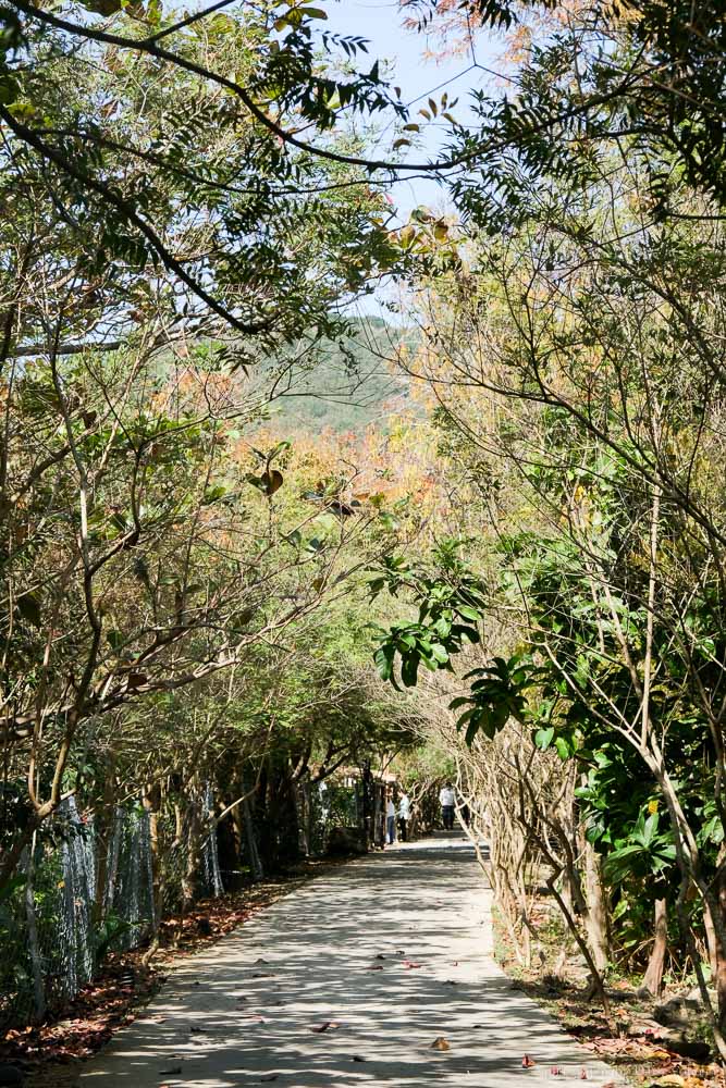 恆春阿信巧克力農場, 夜探梅花鹿, 餵食梅花鹿, 可可生態導覽, 巧克力DIY, 恆春景點, 悠活度假村景點, 屏東巧克力工廠