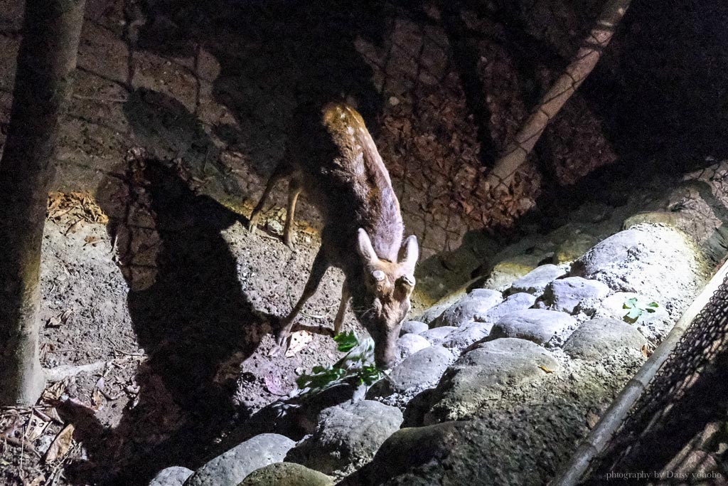 阿信巧克力農場, 夜探梅花鹿, 餵食梅花鹿, 可可生態導覽, 巧克力DIY, 恆春景點, 悠活度假村景點, 屏東巧克力工廠