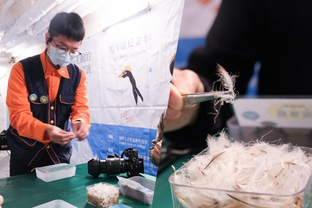 海生館企鵝飼育員,DIY 製作企鵝羽毛紀念品。 企鵝餵食體驗, 海生館企鵝飼育員, 海生館活動, 屏東海生館, 海生館企鵝, 海生館極地區, Klook我與企鵝的0.1毫米