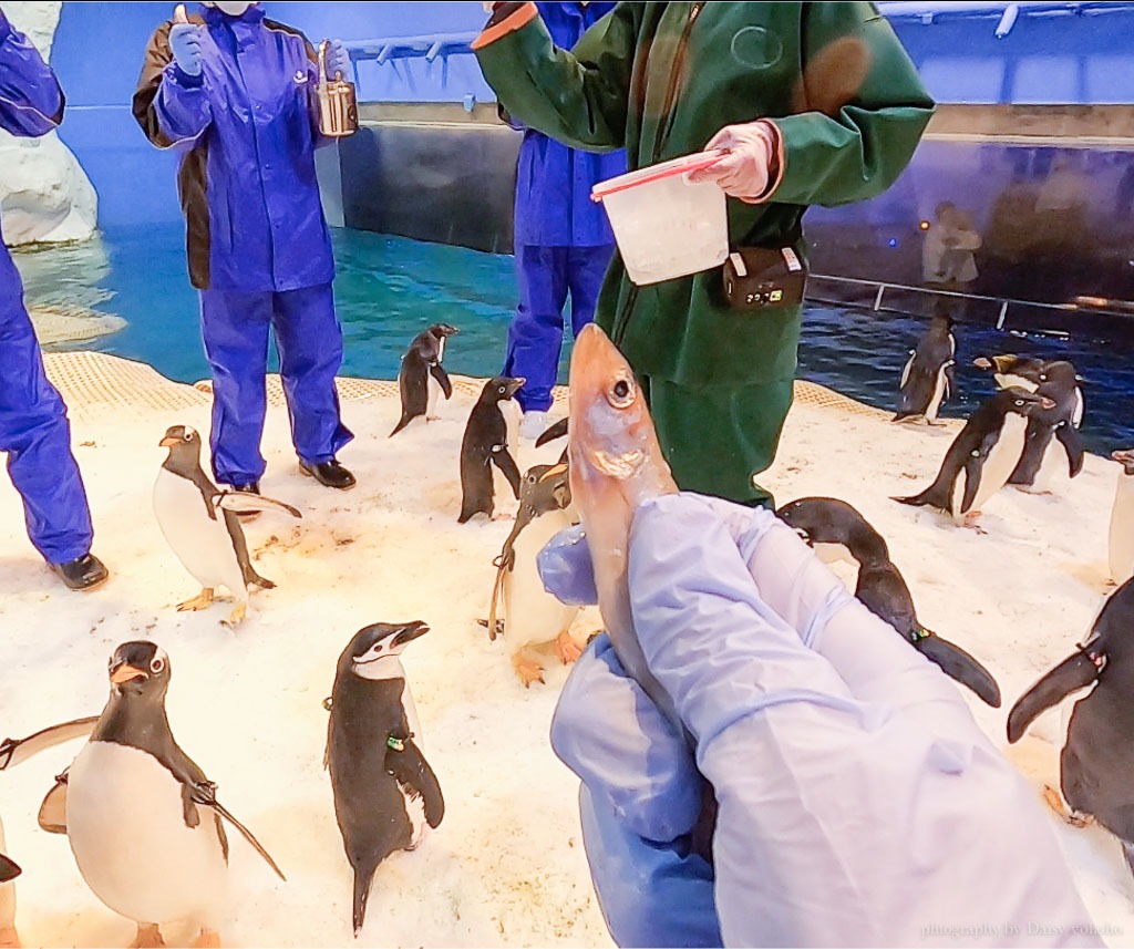 企鵝餵食體驗, 海生館企鵝飼育員, 海生館活動, 屏東海生館, 海生館企鵝, 海生館極地區, Klook我與企鵝的0.1毫米