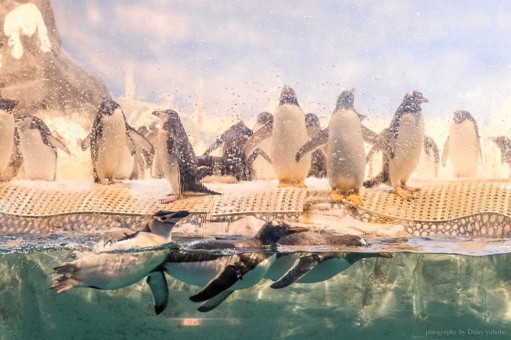 企鵝餵食體驗, 海生館企鵝飼育員, 海生館活動, 屏東海生館, 海生館企鵝, 海生館極地區, Klook我與企鵝的0.1毫米