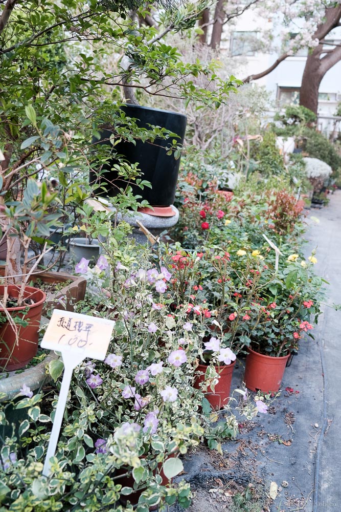 千葉園藝, 台南園藝造景, 台南多肉植物, 台南仙人掌, 安平園藝店, 台南盆栽, 台南植物, 臺南多肉植物