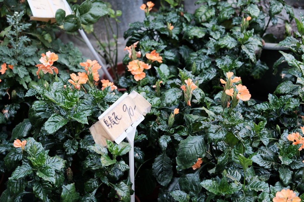 千葉園藝, 台南園藝, 安平園藝店, 台南盆栽, 台南植物, 臺南花市, 台南園藝用品, 臺南多肉植物