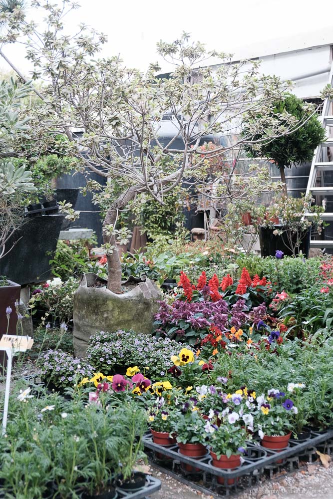 台南安平千葉園藝, 居家盆栽, 台南園藝造景, 台南多肉植物, 台南仙人掌, 台南盆栽, 台南植物, 臺南多肉植物