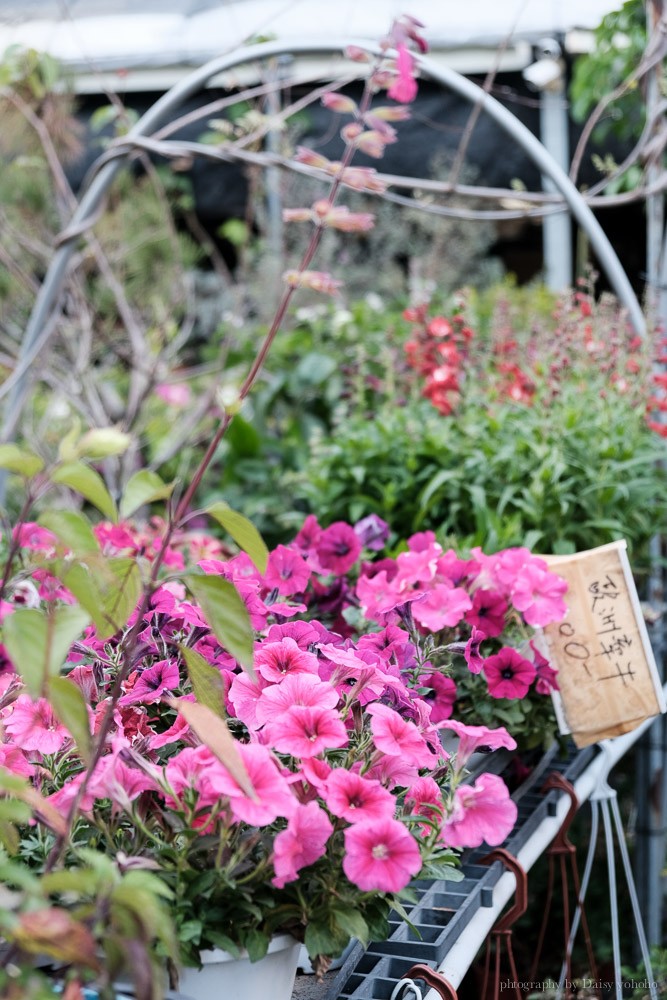 千葉園藝, 台南園藝造景, 台南多肉植物, 台南仙人掌, 安平園藝店, 台南盆栽, 台南植物, 臺南多肉植物