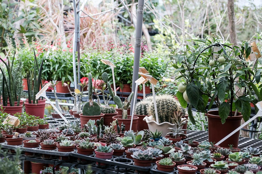 千葉園藝, 台南園藝, 安平園藝店, 台南盆栽, 台南植物, 臺南花市, 台南園藝用品, 臺南多肉植物