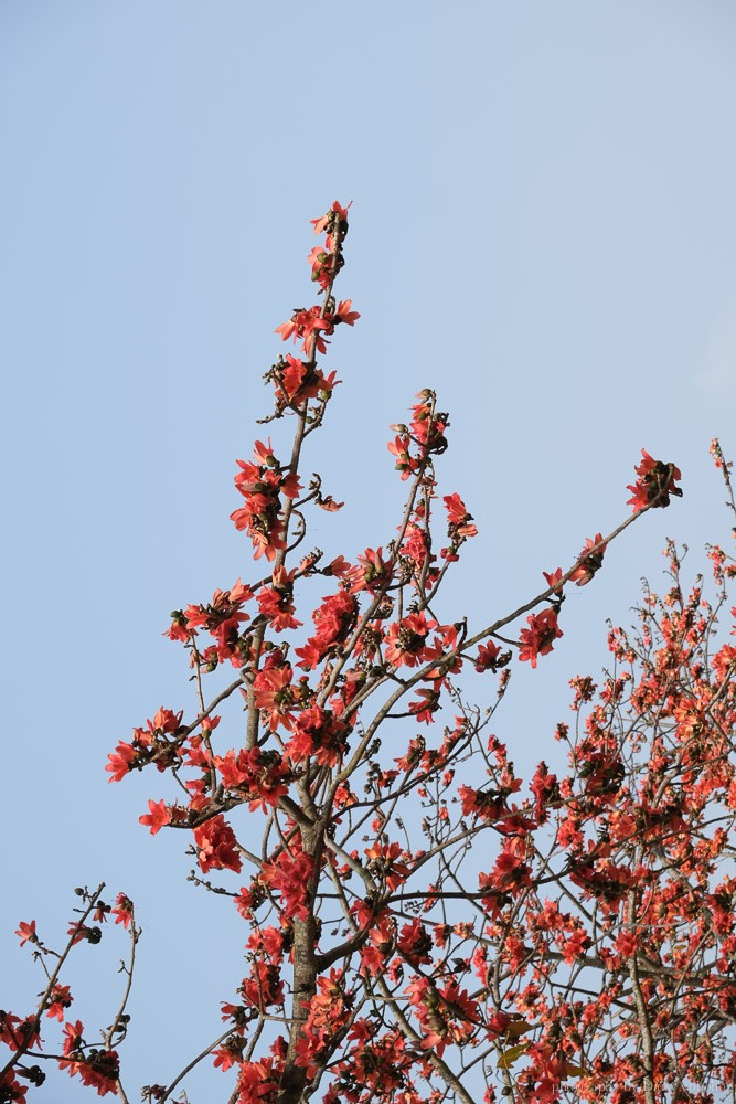 高鐵木棉花道, 歸仁十五路, 台南高鐵景點, 歸仁景點, 沙崙站景點, 台南木棉花道, 台南景點, 柴妹