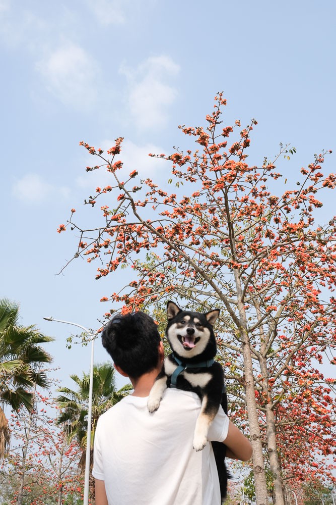 高鐵木棉花道, 歸仁十五路, 臺南高鐵景點, 歸仁景點, 沙崙站景點, 台南木棉花道, 台南景點, 柴妹