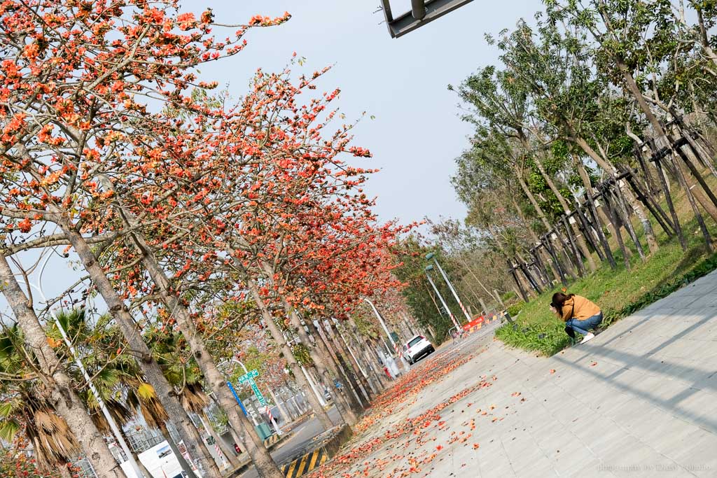 高鐵木棉花道, 歸仁十五路, 臺南高鐵景點, 歸仁景點, 沙崙站景點, 台南木棉花道, 台南景點, 柴妹