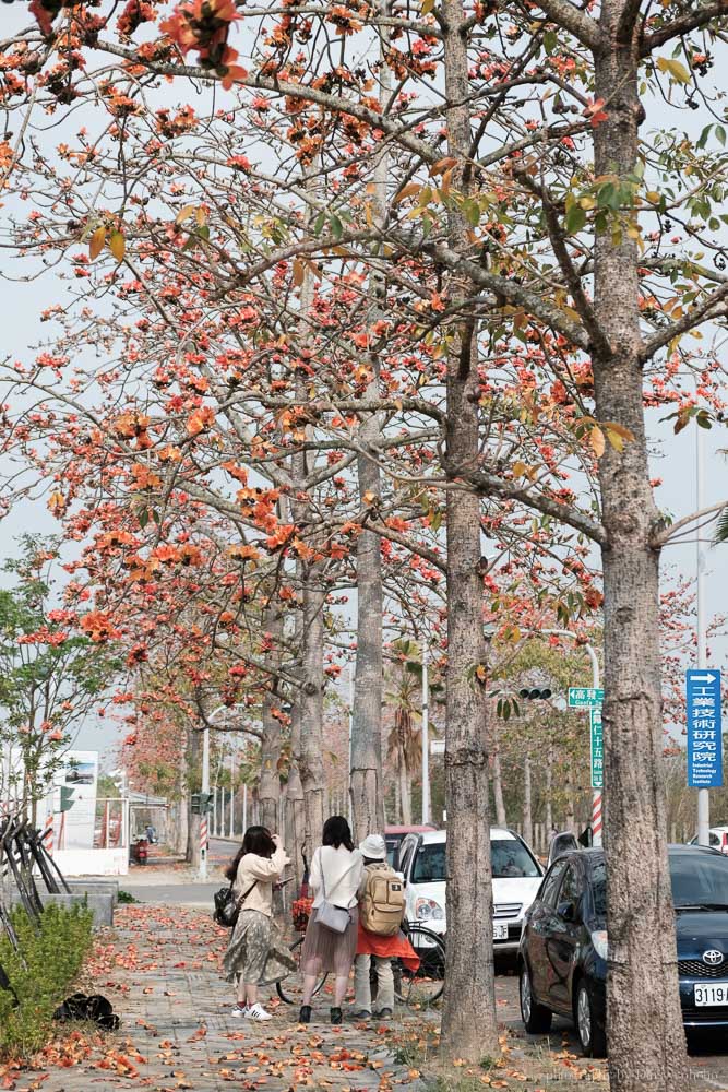 高鐵木棉花道, 歸仁十五路, 臺南高鐵景點, 歸仁景點, 沙崙站景點, 台南木棉花道, 台南景點, 柴妹