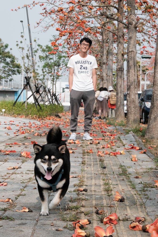 高鐵木棉花道, 歸仁十五路, 台南高鐵景點, 歸仁景點, 沙崙站景點, 台南木棉花道, 台南景點, 柴妹