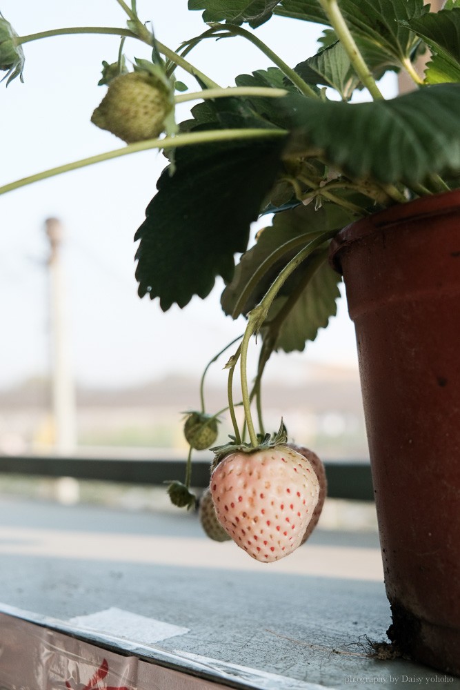 台南草莓季, 美裕草莓園, 善化景點, 台南採草莓, 善化草莓, 高架草莓, 草莓冰淇淋, 草莓冰淇淋, 草莓香腸