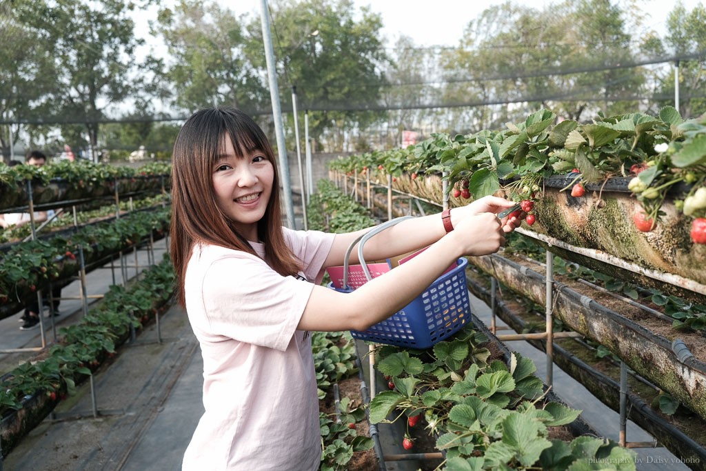 善化草莓季, 美裕草莓園, 善化景點, 台南採草莓, 善化草莓, 高架草莓, 草莓冰淇淋, 草莓冰淇淋, 草莓香腸